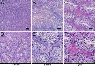 Primary culture and endocrine functional analysis of Leydig cells in ducks (Anas platyrhynchos)